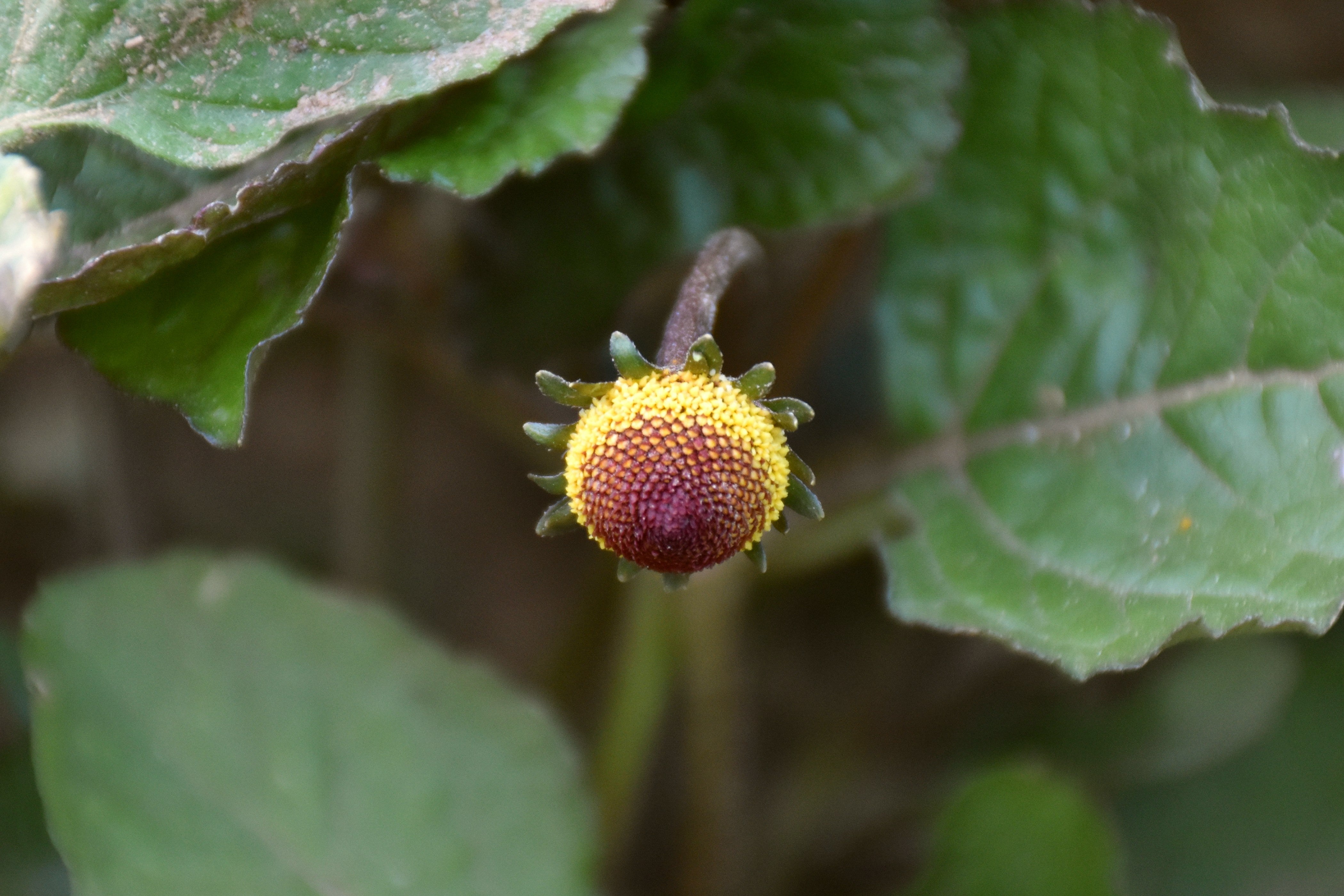 carnivorous plant nursery Bog Garden Set main image 0