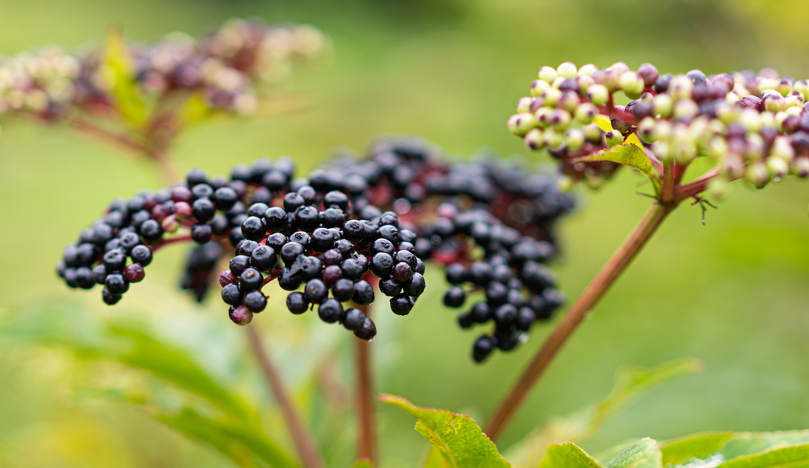 SuperFood: Quinoa Seed Extract