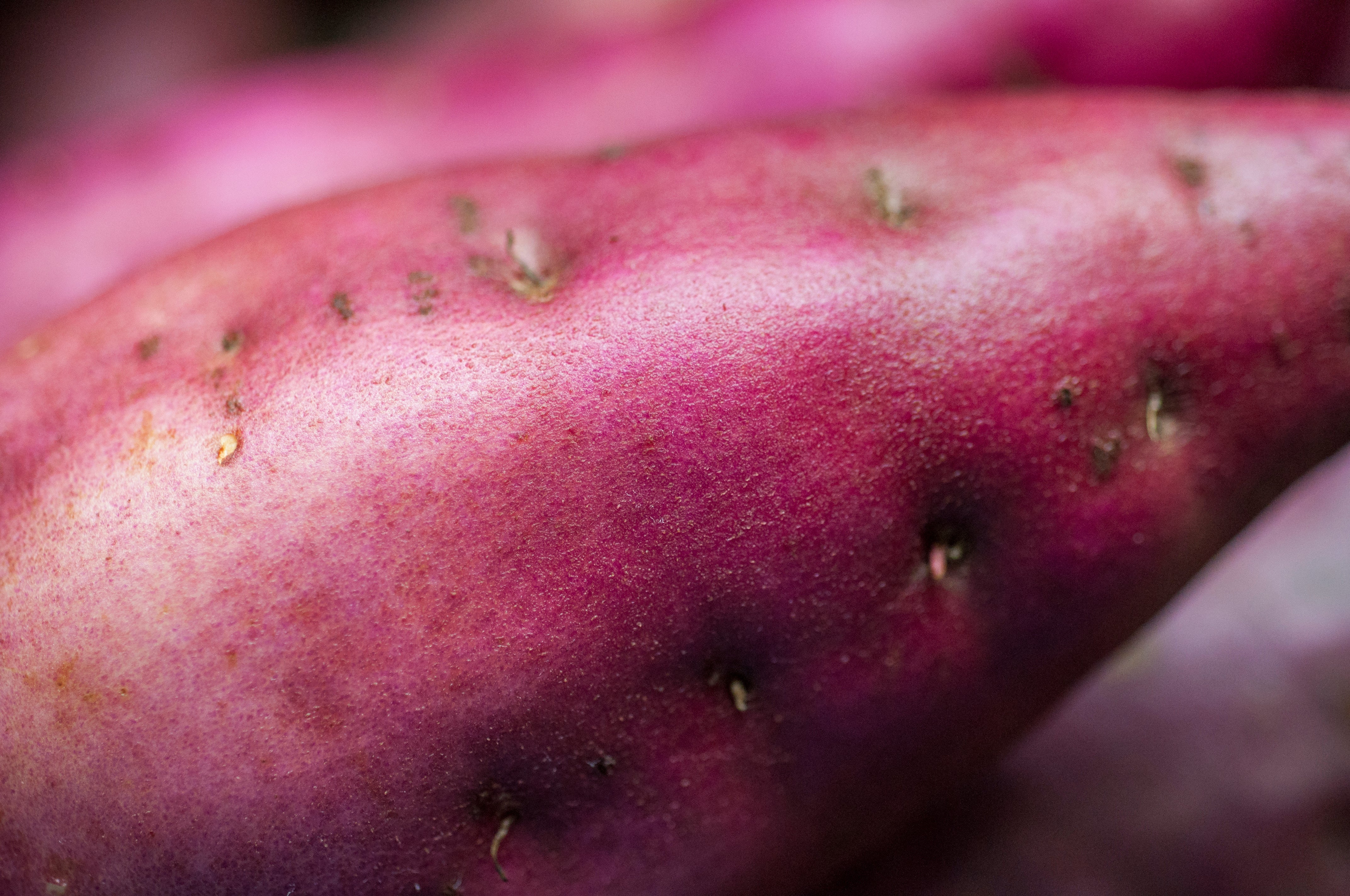 Sweet Potato