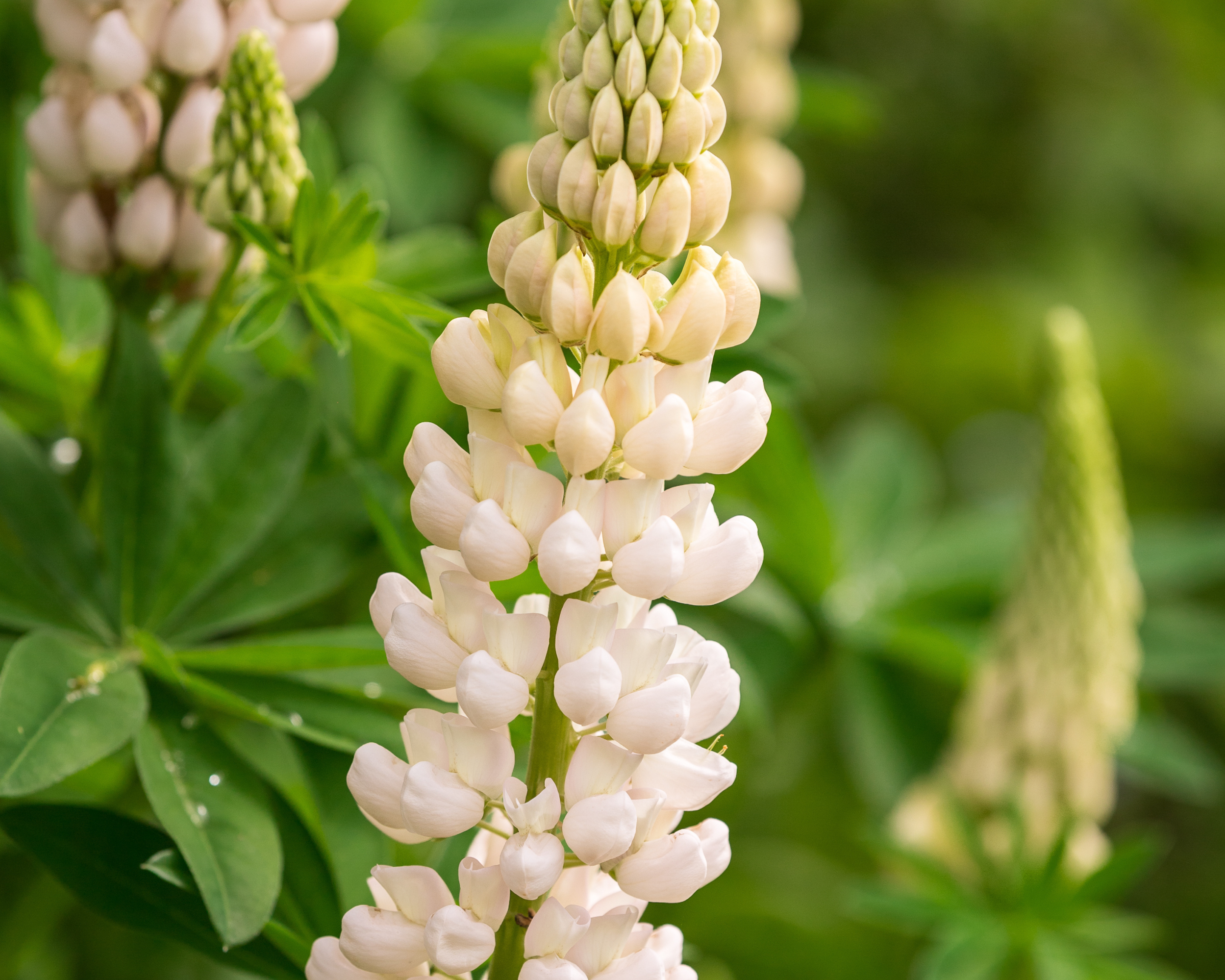White Lupin