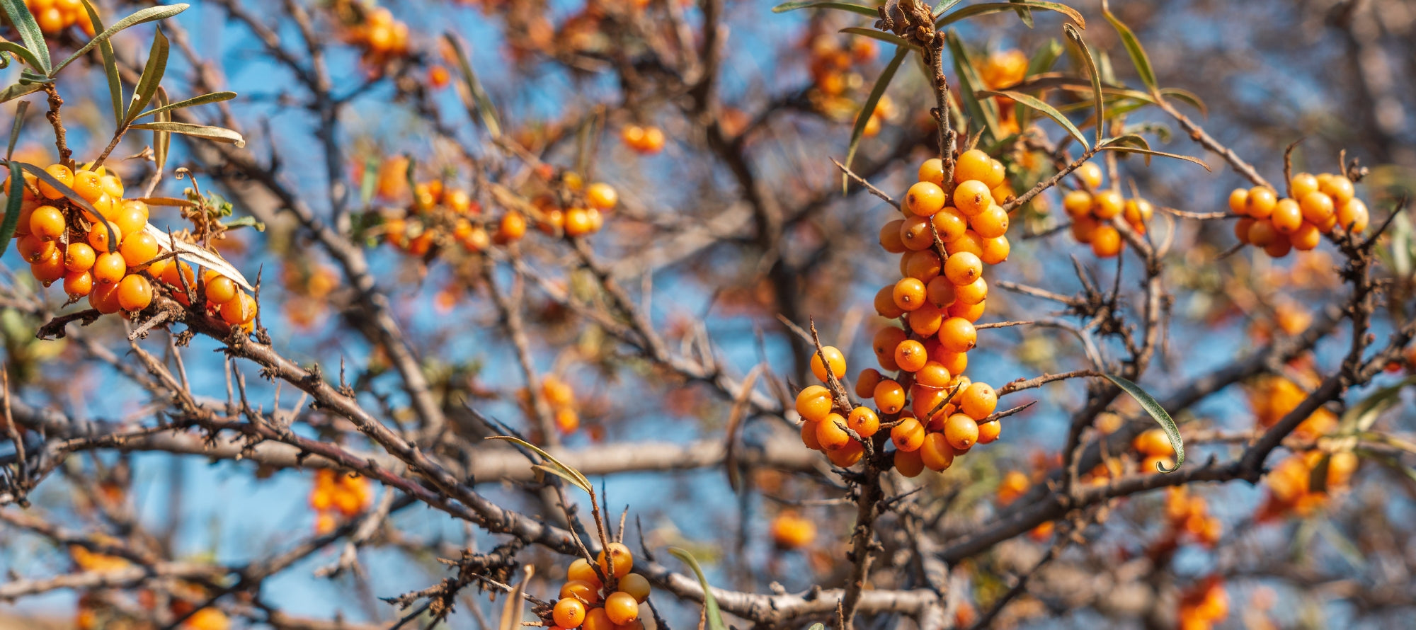 Sea Buckthorn, a magic superfood for skin