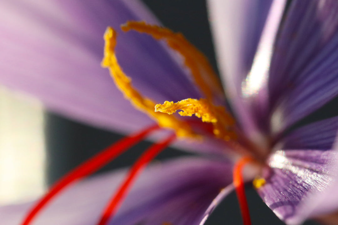 SuperFlower: Saffron