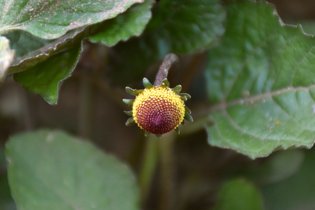 Buzz Button Flower Extract