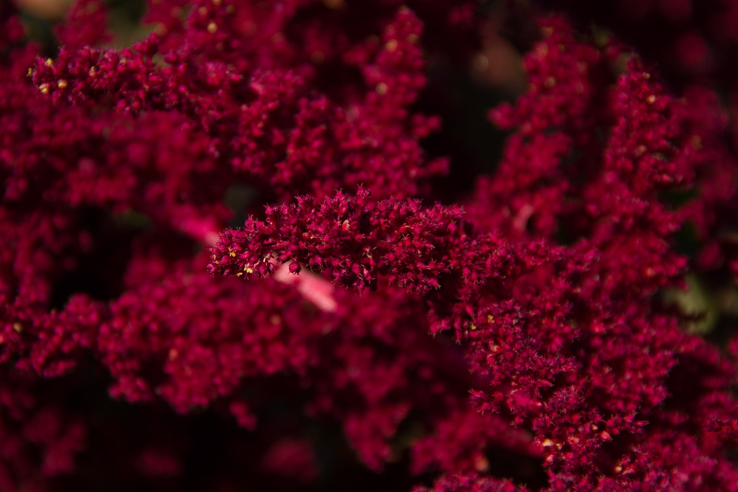 Amaranth