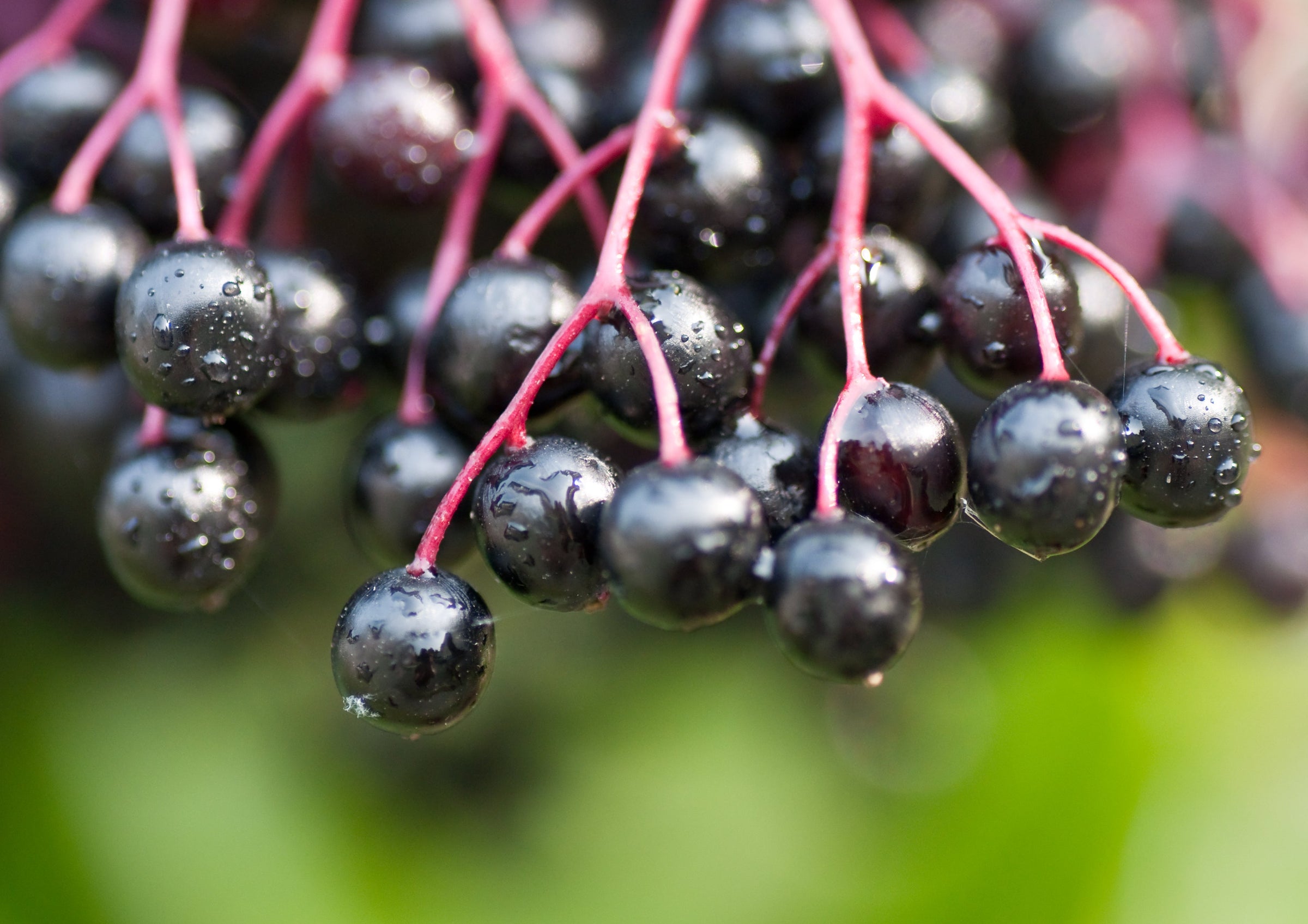 Black Elderberry