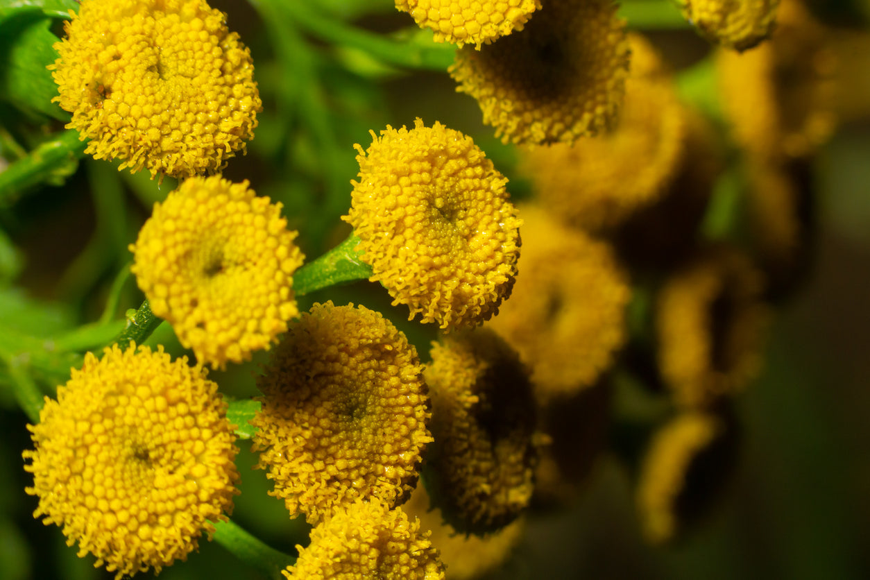 Blue Tansy