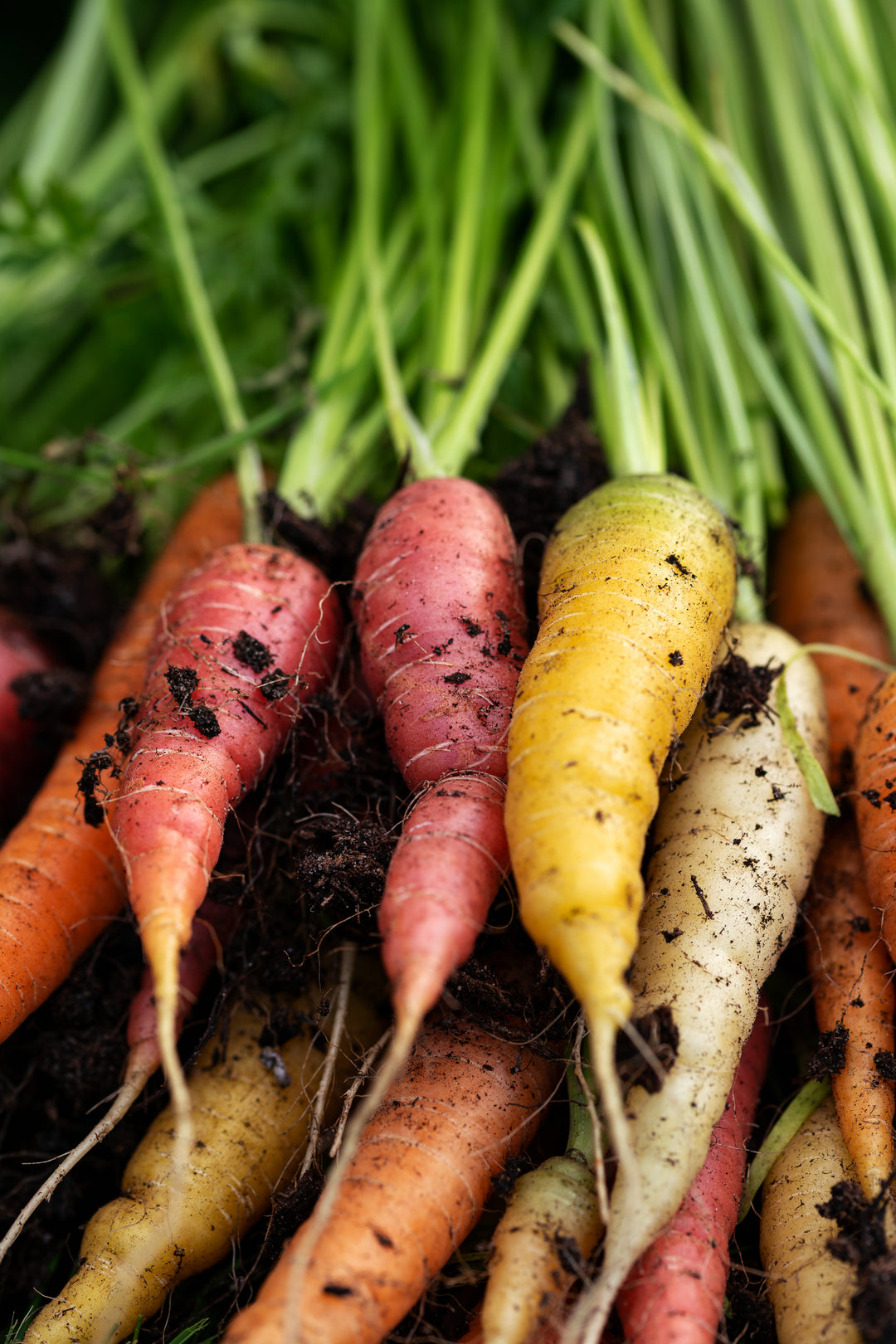 Daucus Carota Sativa Root Extract