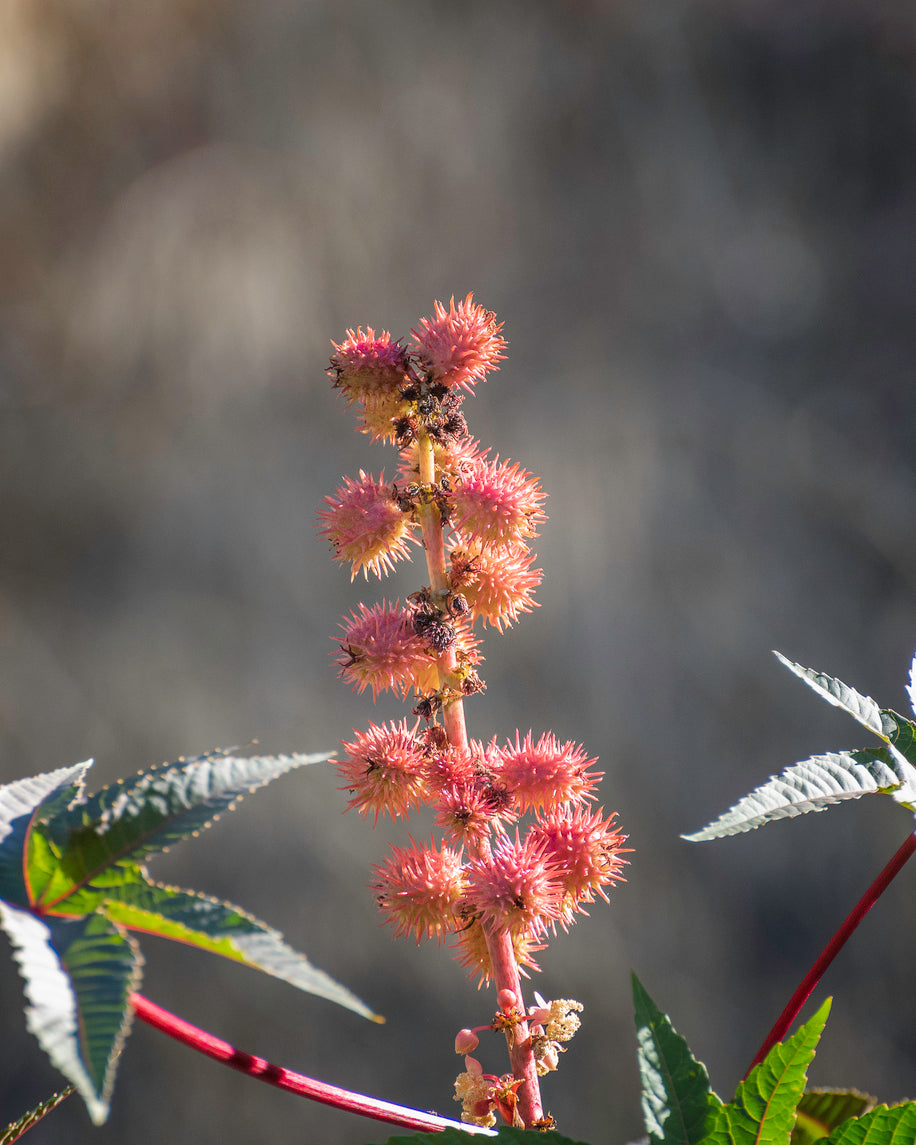 Castor Seed Oil