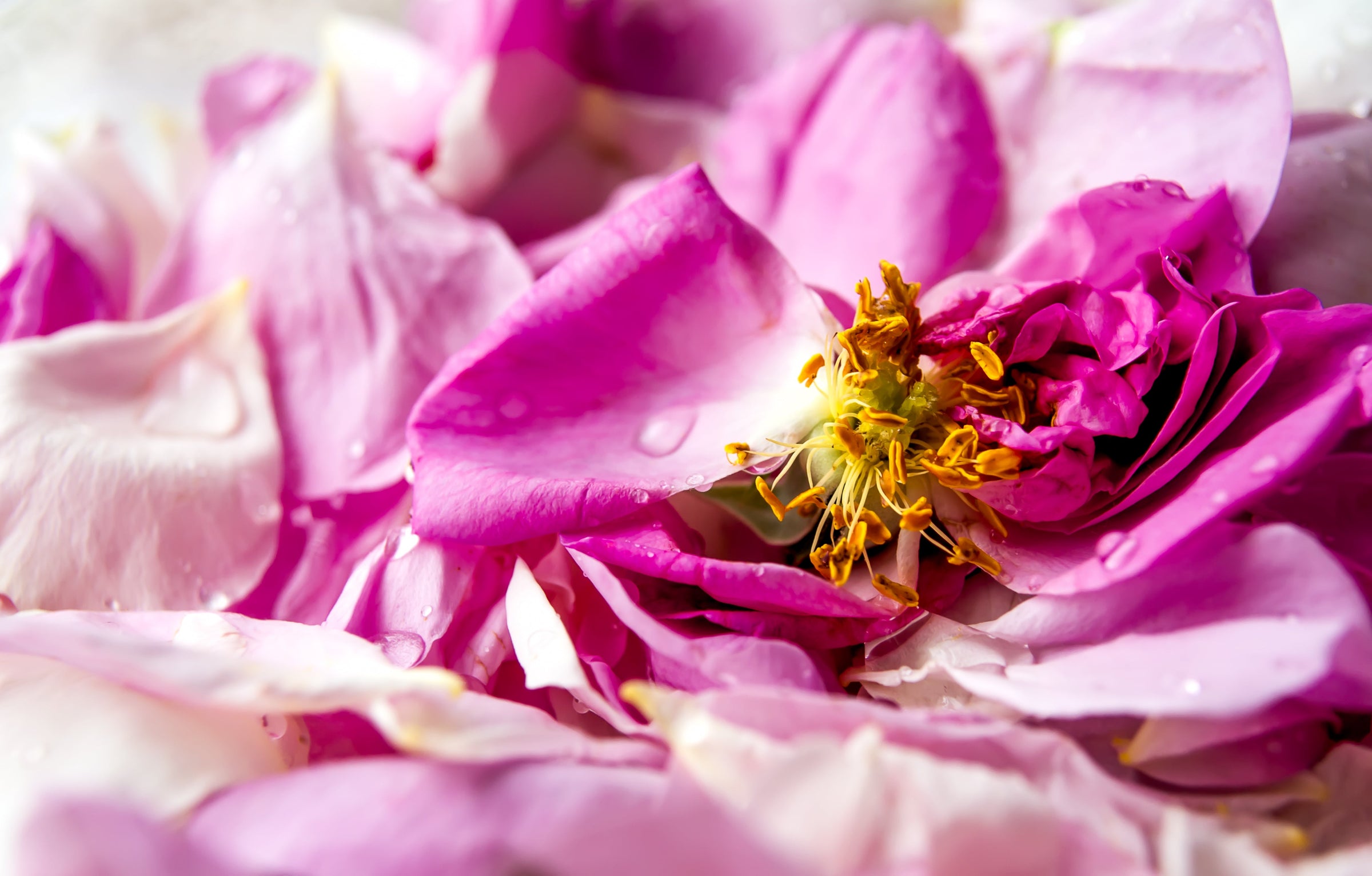 Rose Damascena Flower Oil