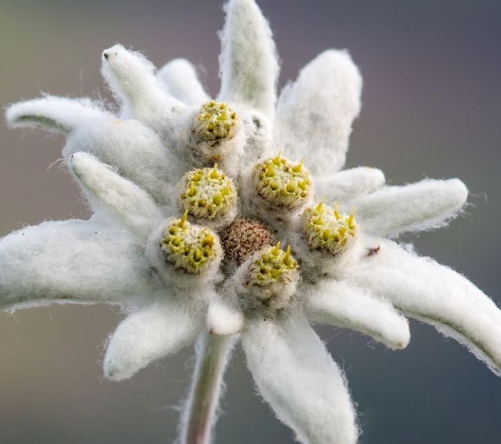 Edelweiss