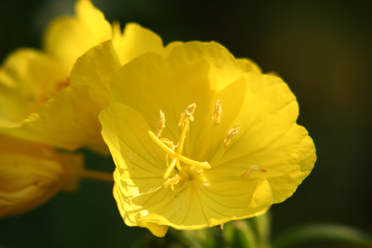 Evening Primrose