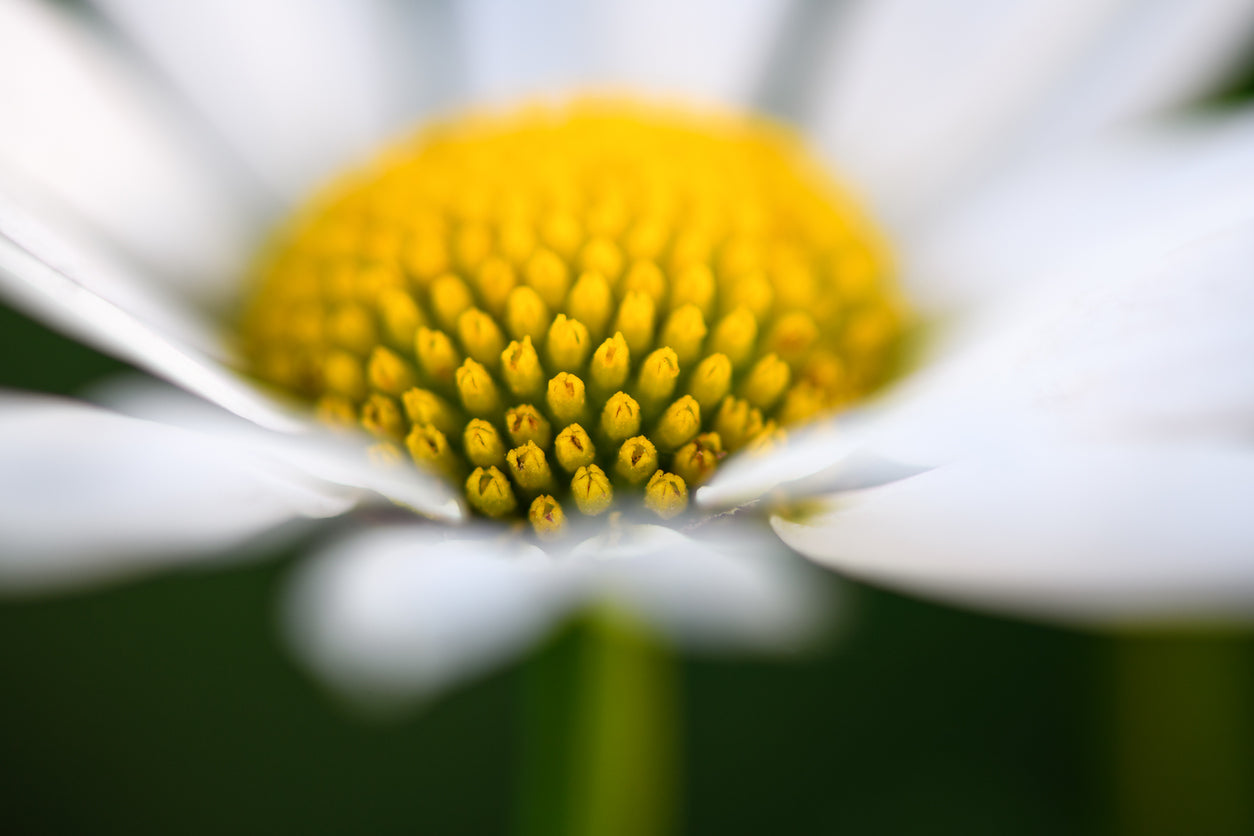 German Chamomile (Bisabolol)