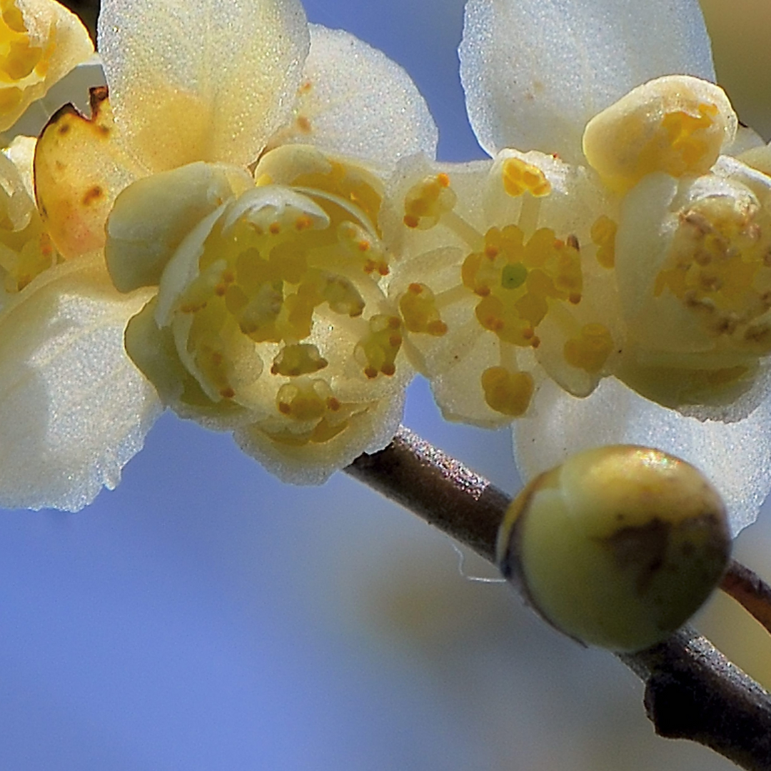 Litsea Cubeba (May Chang) Fruit Oil