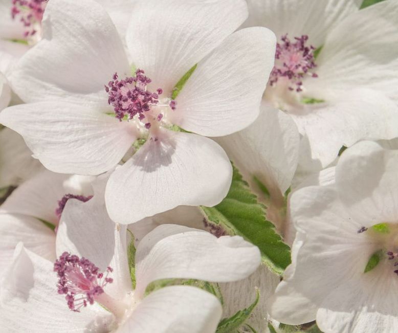 Marshmallow Leaf/Root Extract