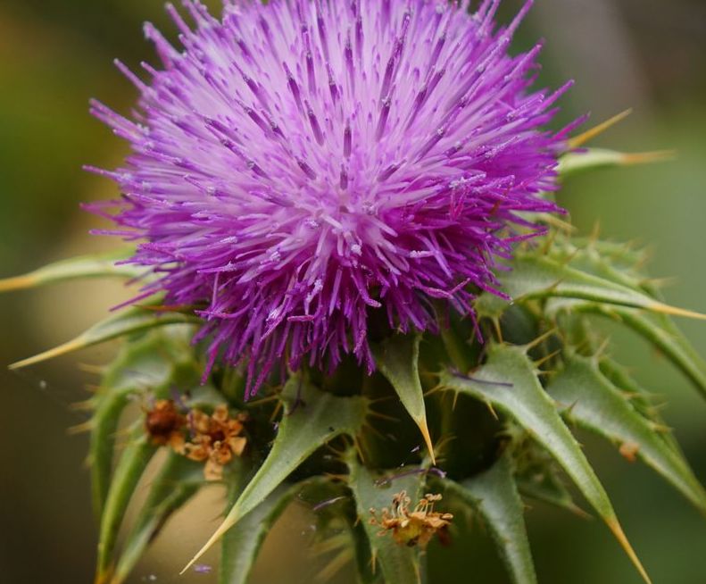 Milk Thistle Extract