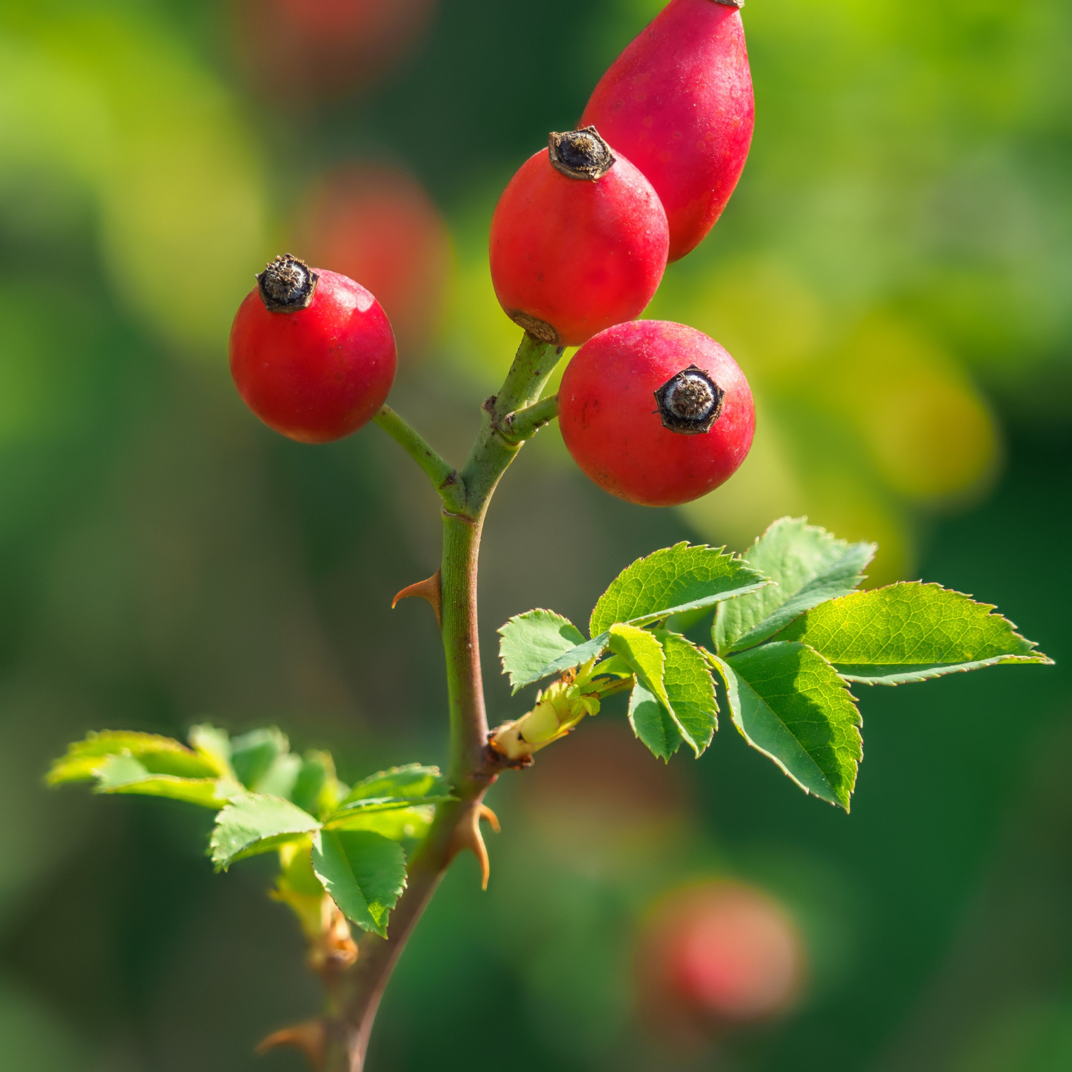 Rosehip