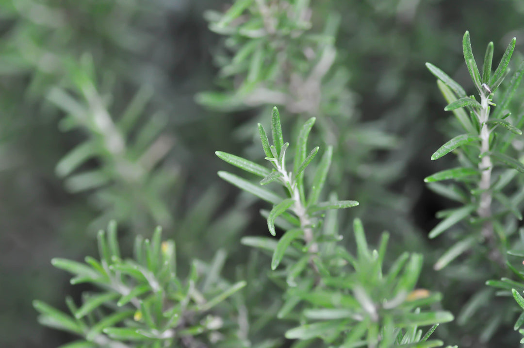 Rosemary