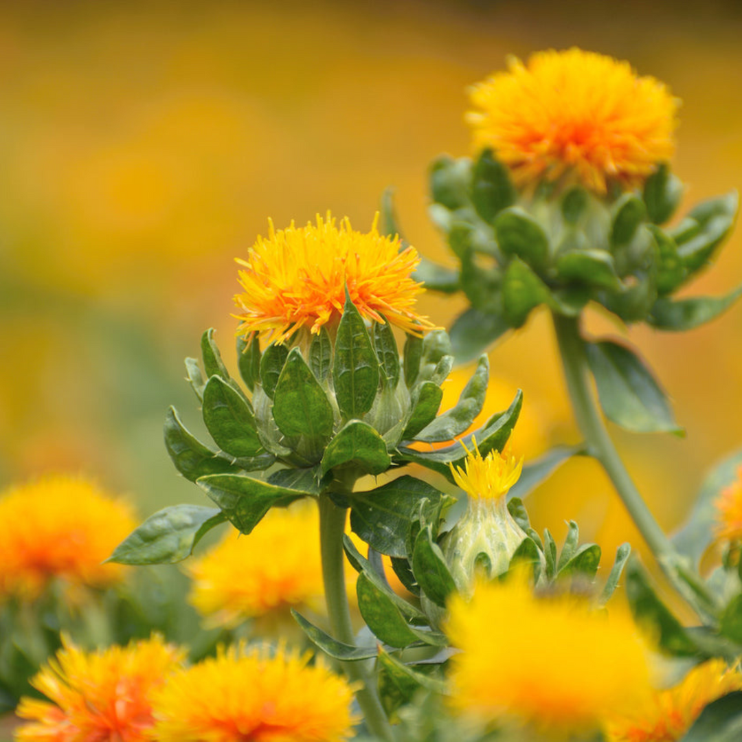 Safflower