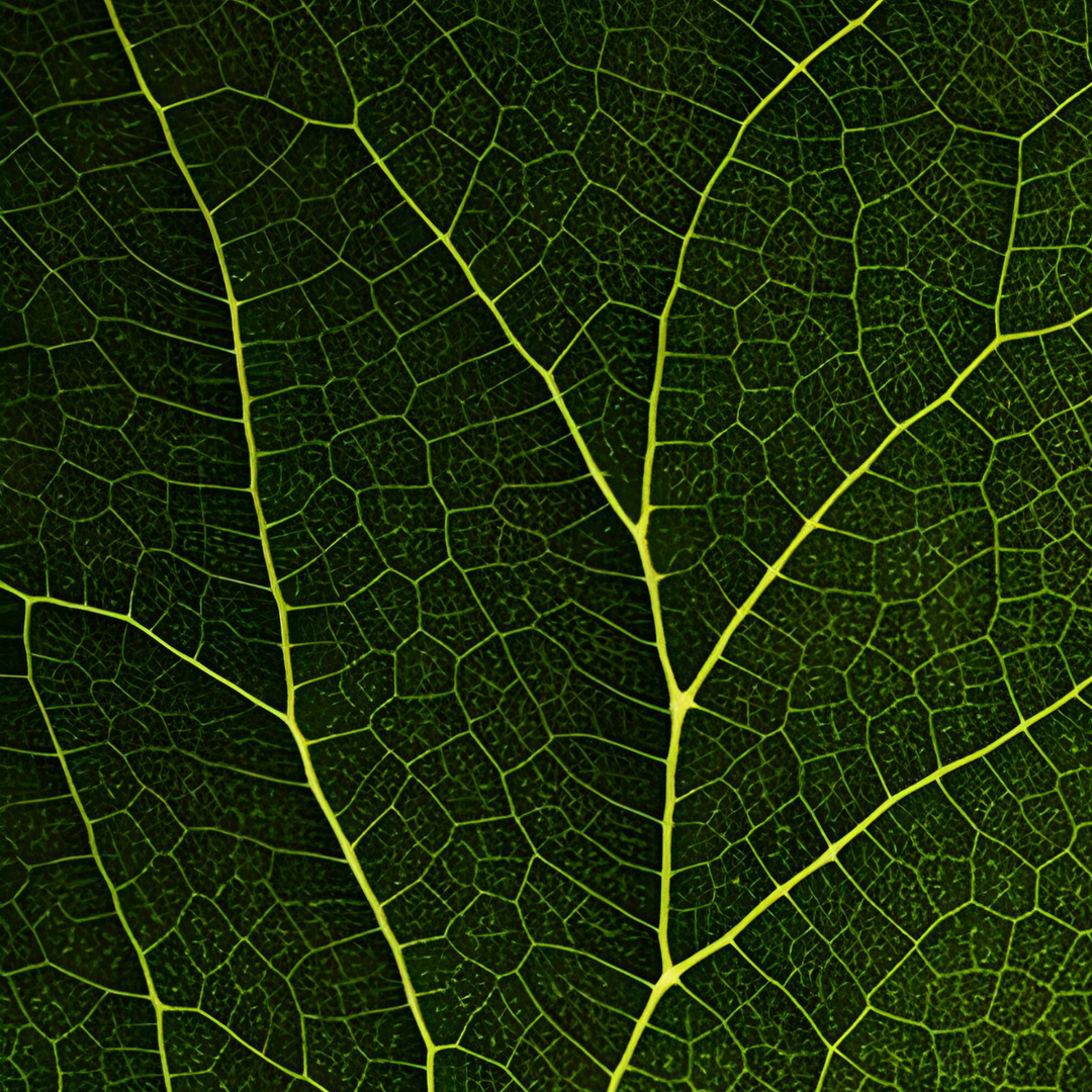 Superoxide Dismutase