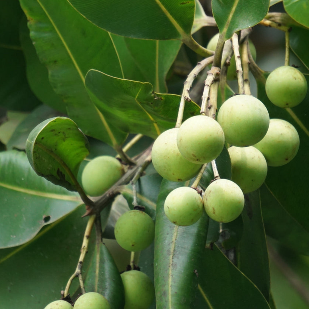 Tamanu