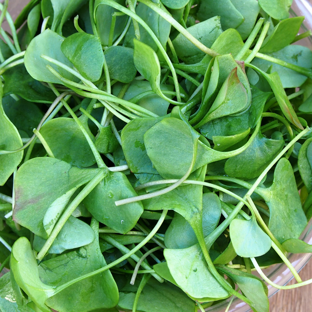 Watercress