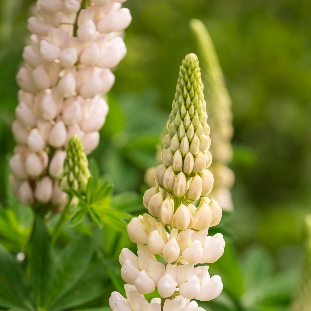 White Lupin