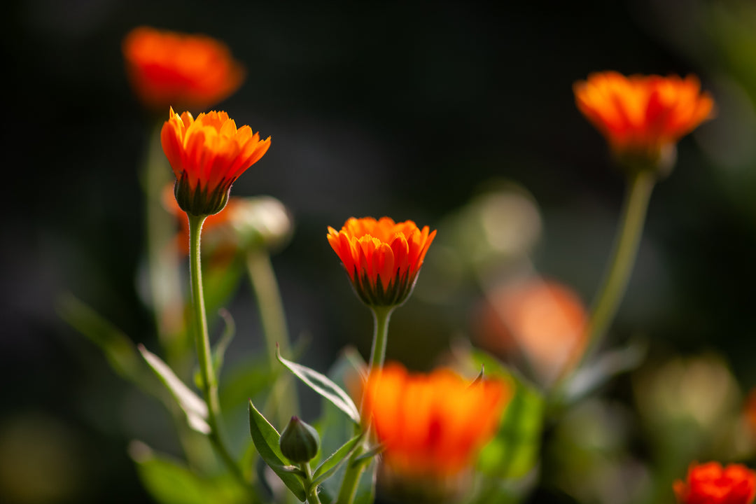 Calendula Flower Extract
